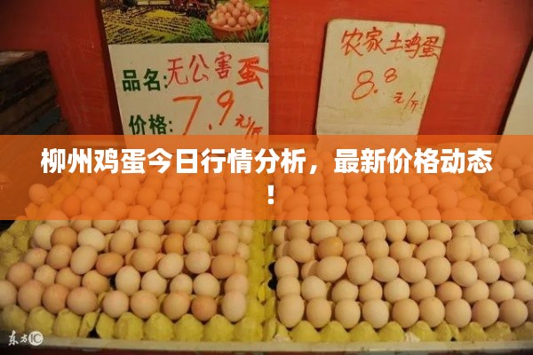 柳州鸡蛋今日行情分析，最新价格动态！