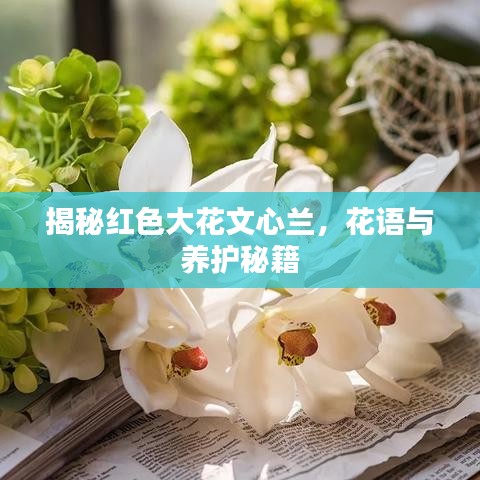 揭秘红色大花文心兰，花语与养护秘籍