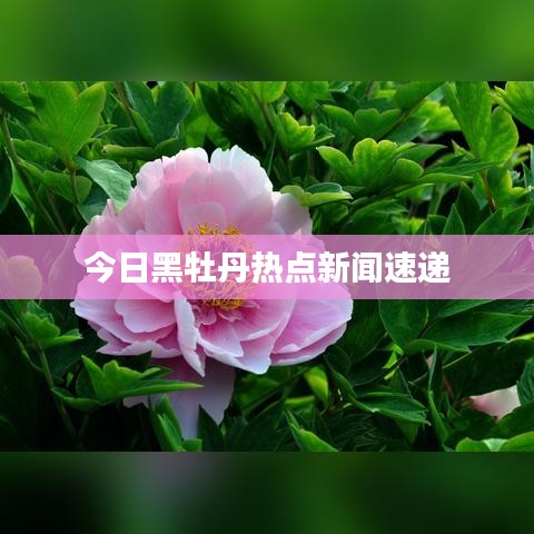 今日黑牡丹热点新闻速递