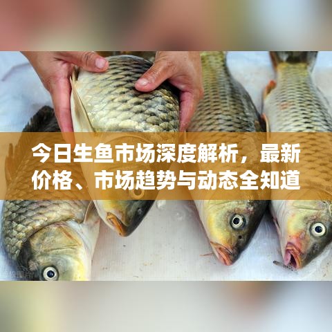 今日生鱼市场深度解析，最新价格、市场趋势与动态全知道