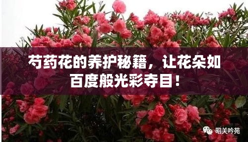 芍药花的养护秘籍，让花朵如百度般光彩夺目！