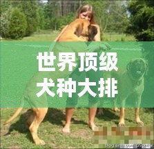 世界顶级犬种大排名，荣耀与风采一览无余