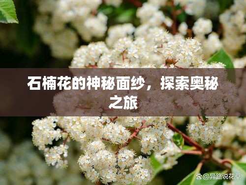 石楠花的神秘面纱，探索奥秘之旅