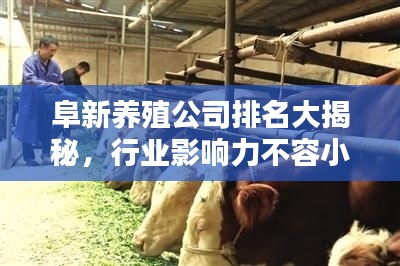 阜新养殖公司排名大揭秘，行业影响力不容小觑