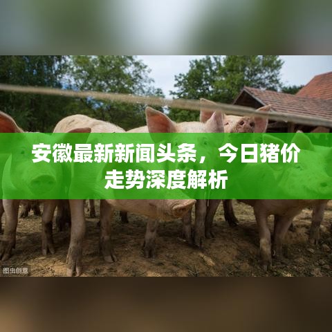 安徽最新新闻头条，今日猪价走势深度解析