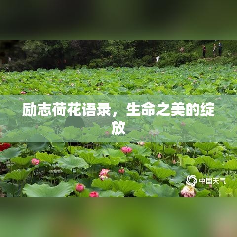 励志荷花语录，生命之美的绽放