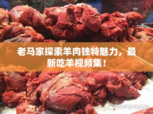 老马家探索羊肉独特魅力，最新吃羊视频集！