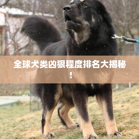 全球犬类凶狠程度排名大揭秘！