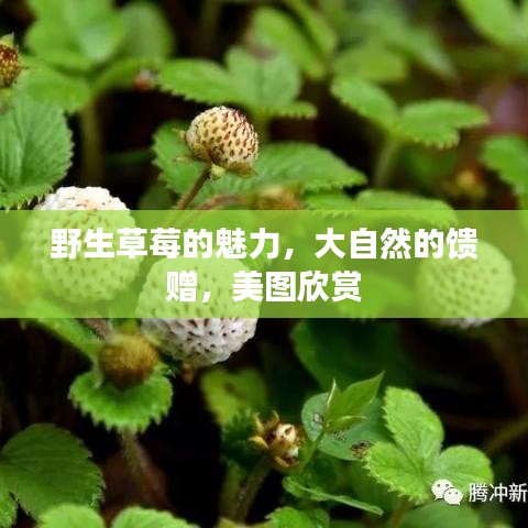 野生草莓的魅力，大自然的馈赠，美图欣赏