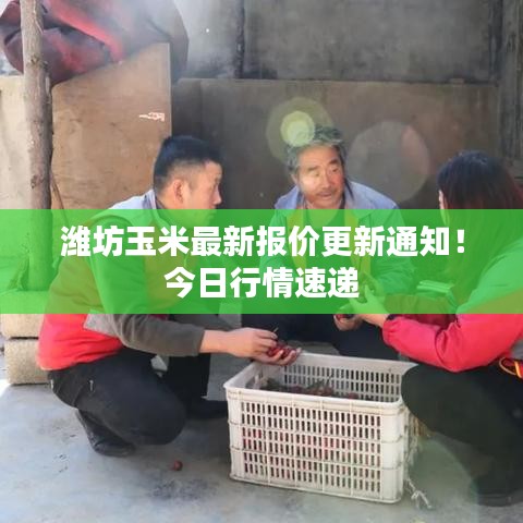 潍坊玉米最新报价更新通知！今日行情速递