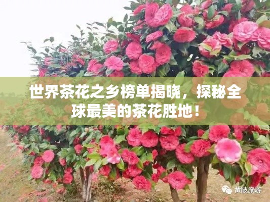 世界茶花之乡榜单揭晓，探秘全球最美的茶花胜地！