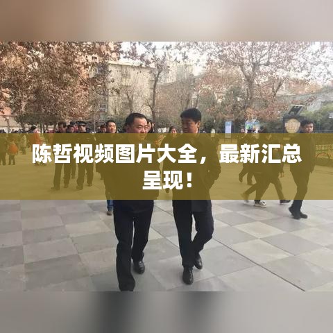 陈哲视频图片大全，最新汇总呈现！