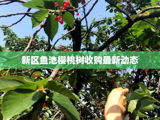 新区鱼池樱桃树收购最新动态