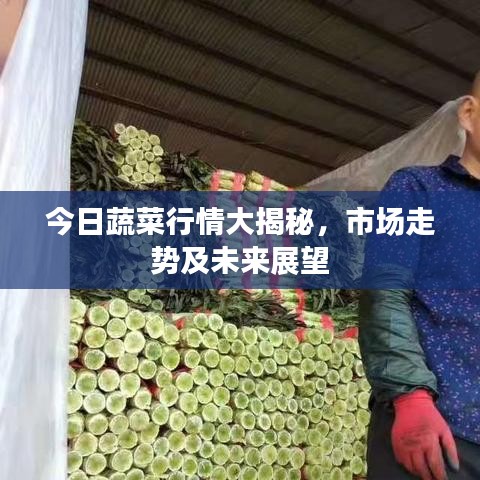今日蔬菜行情大揭秘，市场走势及未来展望