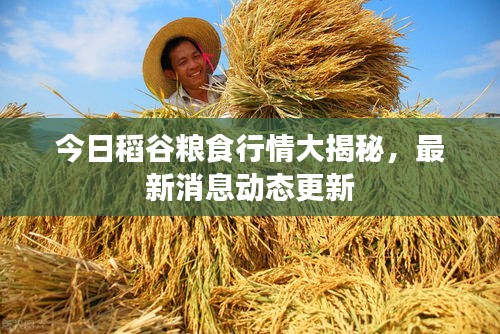 今日稻谷粮食行情大揭秘，最新消息动态更新