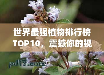 世界最强植物排行榜TOP10，震撼你的视觉！