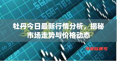 牡丹今日最新行情分析，揭秘市场走势与价格动态