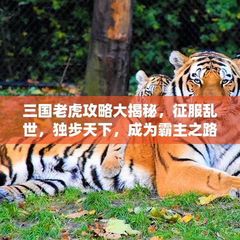 三国老虎攻略大揭秘，征服乱世，独步天下，成为霸主之路！