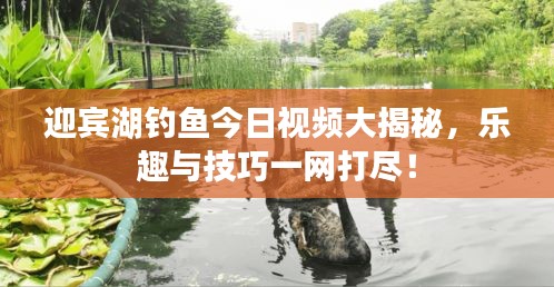 迎宾湖钓鱼今日视频大揭秘，乐趣与技巧一网打尽！