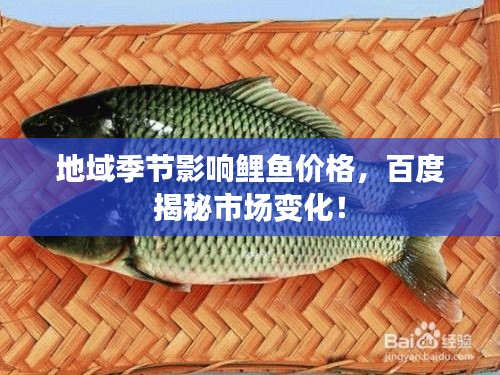 地域季节影响鲤鱼价格，百度揭秘市场变化！