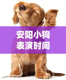 安阳小狗表演时间表全新曝光，精彩瞬间不容错过！