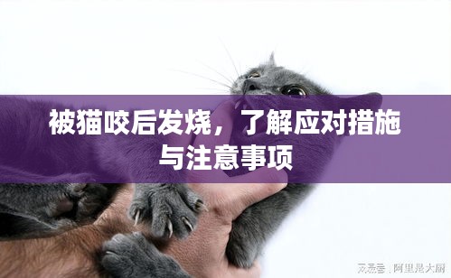 被猫咬后发烧，了解应对措施与注意事项