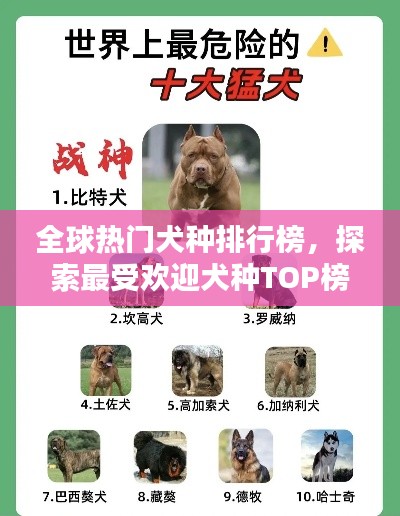 全球热门犬种排行榜，探索最受欢迎犬种TOP榜
