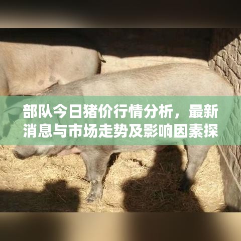 部队今日猪价行情分析，最新消息与市场走势及影响因素探讨