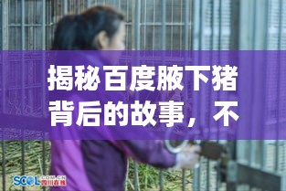 揭秘百度腋下猪背后的故事，不为人知的真相！
