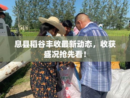 息县稻谷丰收最新动态，收获盛况抢先看！