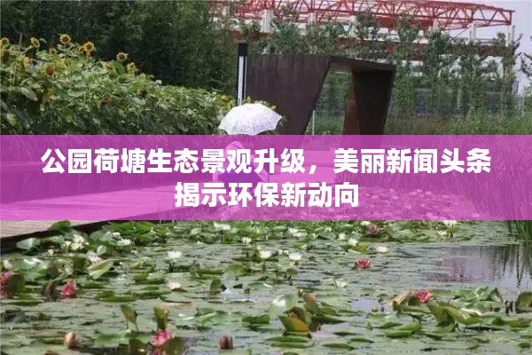 公园荷塘生态景观升级，美丽新闻头条揭示环保新动向
