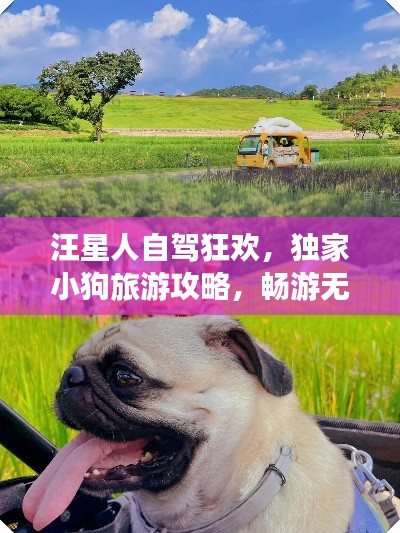 汪星人自驾狂欢，独家小狗旅游攻略，畅游无忧！