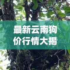 最新云南狗价行情大揭秘！今日价格走势一网打尽