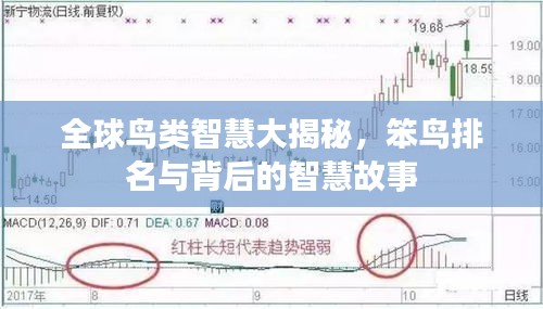 全球鸟类智慧大揭秘，笨鸟排名与背后的智慧故事