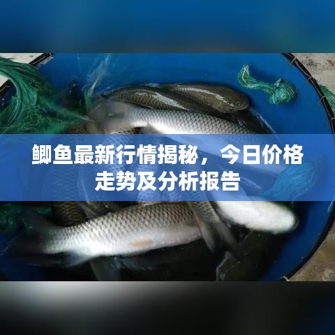 鲫鱼最新行情揭秘，今日价格走势及分析报告