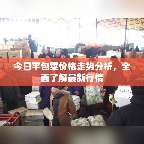 今日平包菜价格走势分析，全面了解最新行情
