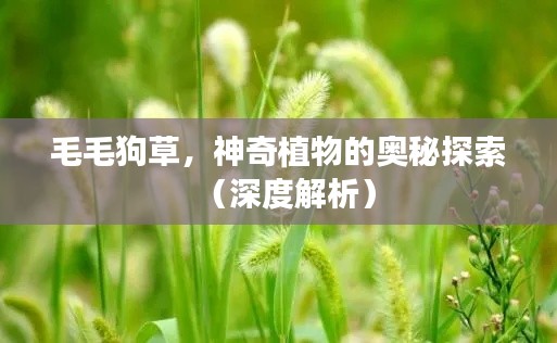 毛毛狗草，神奇植物的奥秘探索（深度解析）