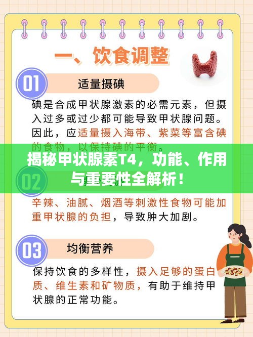 揭秘甲状腺素T4，功能、作用与重要性全解析！