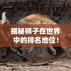 揭秘狮子在世界中的排名地位！