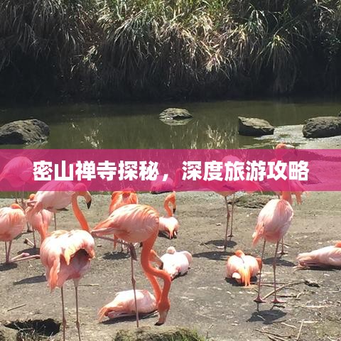 密山禅寺探秘，深度旅游攻略