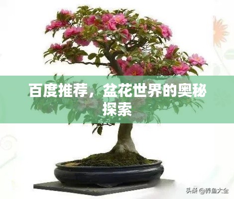 百度推荐，盆花世界的奥秘探索
