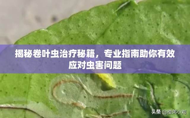 揭秘卷叶虫治疗秘籍，专业指南助你有效应对虫害问题