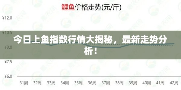 今日上鱼指数行情大揭秘，最新走势分析！