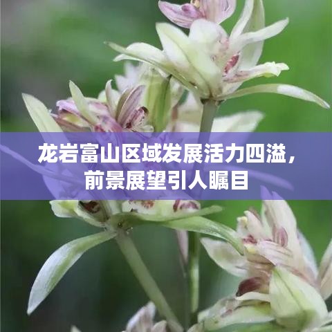 龙岩富山区域发展活力四溢，前景展望引人瞩目