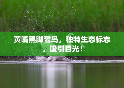 黄嘴黑脚鹭鸟，独特生态标志，吸引目光！
