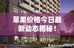 草果价格今日最新动态揭秘！