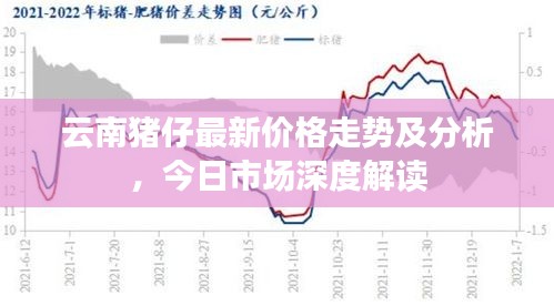 云南猪仔最新价格走势及分析，今日市场深度解读