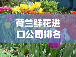 荷兰鲜花进口公司排名大揭秘，权威榜单，不容错过！