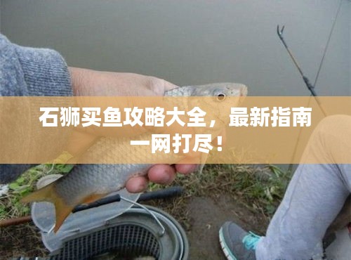 石狮买鱼攻略大全，最新指南一网打尽！