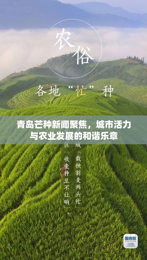 青岛芒种新闻聚焦，城市活力与农业发展的和谐乐章